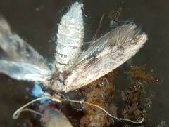 Lepidoptera