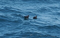 Hydrobates homochroa