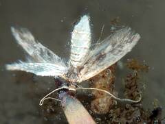 Lepidoptera