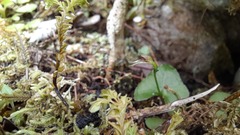 Acianthus sinclairii