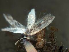 Lepidoptera