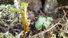 Acianthus sinclairii