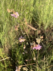 Mirabilis linearis
