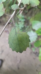 Rhabdothamnus solandri