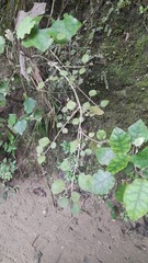 Rhabdothamnus solandri