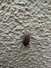 Armadillidium vulgare