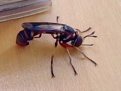 Cyclorrhapha