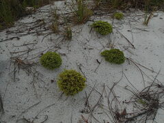 Paronychia chartacea chartacea