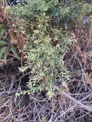 Baccharis pilularis