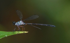 Podolestes buwaldai