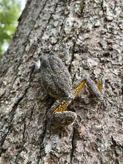 Hyla versicolor