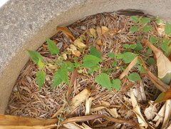 Angiospermae