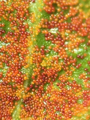 Synchytrium australe