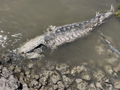Acipenser transmontanus