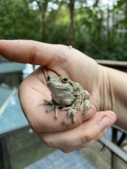 Hyla versicolor