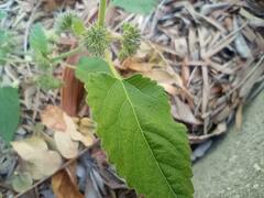 Angiospermae