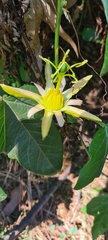 Passiflora herbertiana herbertiana