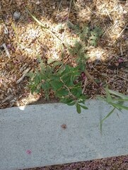 Euphorbia