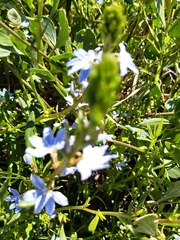 Scaevola crassifolia