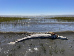 Acipenser transmontanus