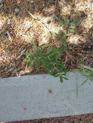 Euphorbia