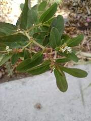 Euphorbia