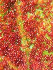 Synchytrium australe