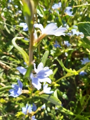 Scaevola crassifolia