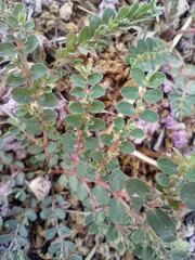 Euphorbia