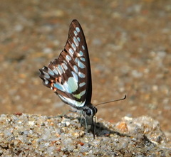 Graphium evemon
