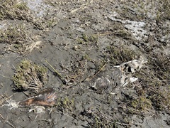 Acipenser transmontanus