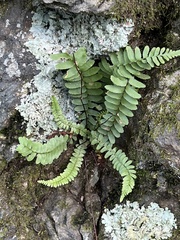 Asplenium platyneuron