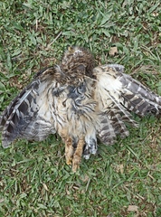 Strix virgata