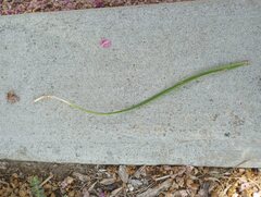 Arecaceae
