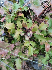 Berberis alpina