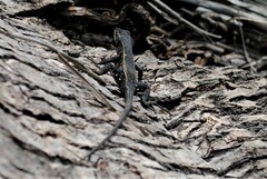 Sceloporus siniferus