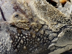 Acipenser transmontanus