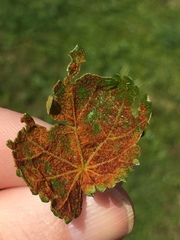 Synchytrium australe