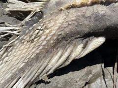 Acipenser transmontanus