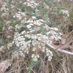 Spyridium parvifolium