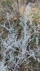 Artemisia austriaca