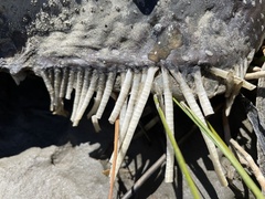 Acipenser transmontanus