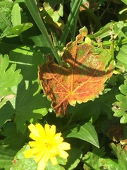 Synchytrium australe