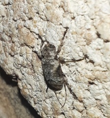 Sternidius mimeticus