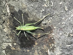 Meconema meridionale