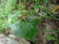Parasenecio nokoensis