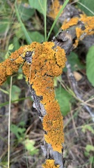 Xanthoria parietina