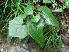 Parasenecio nokoensis
