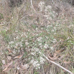 Spyridium parvifolium