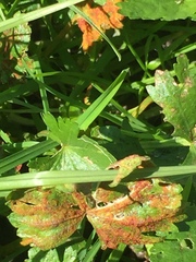 Synchytrium australe